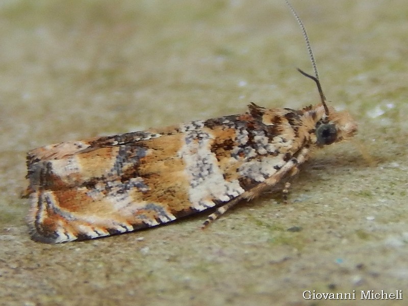 Celypha cespistana?